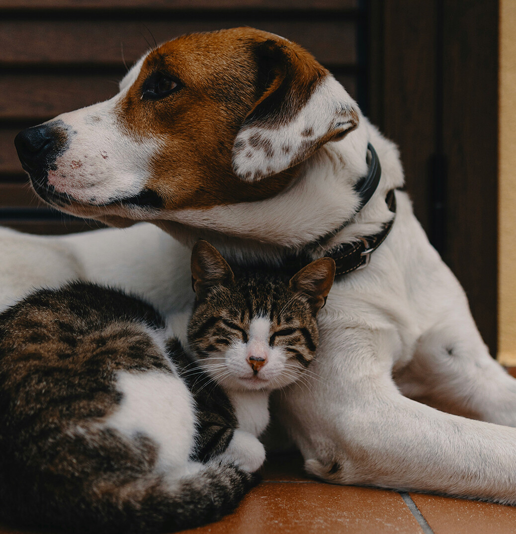 Patili Dostlarımız İçin DNA Testi Kitlerimiz Hazır!